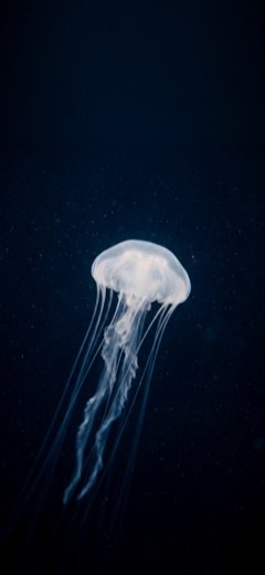 Tiefseequalle