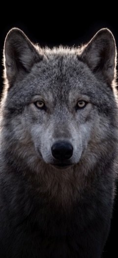 Wolf im Gegenlicht