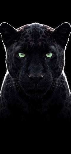 Motiv „Panther“ — Kopf und Schulter des Tieres füllen das obere Drittel.