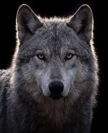 Das Motiv „Wolf im Gegenlicht“ als Zifferblatt: der Kopf des Wolfs füllt die Fläche.